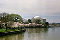 Cherry blossoms, Washington, DC.  Scanned from film.