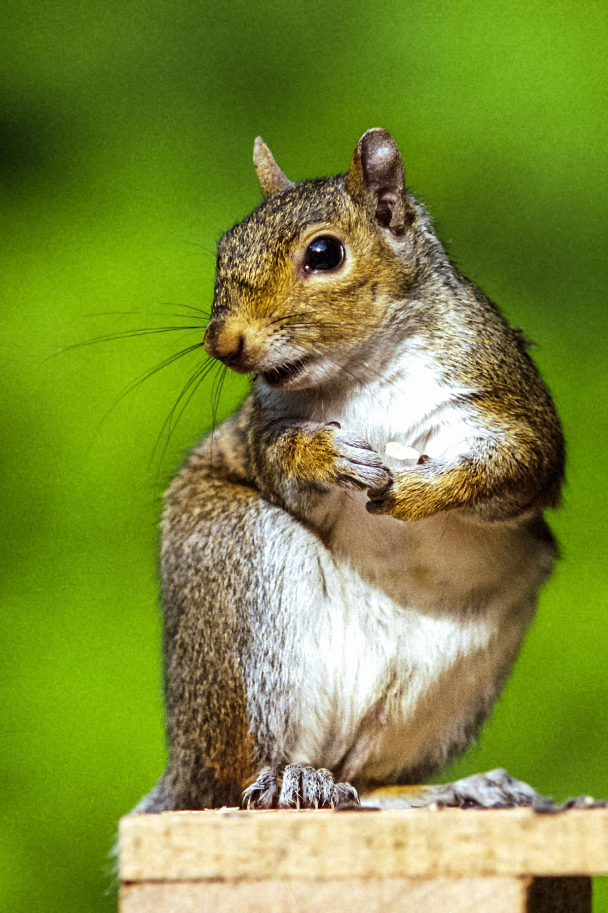 A squirrel raids the bird feeder.  Click for next photo.