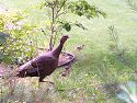 In 2000 I saw this turkey confronting a cat in a bush in front of my house.  A few minutes later I saw the reason for the confrontation as the turkey escorted its three chicks back into the woods.  I got a few blurry shots with the Kodak DC290.