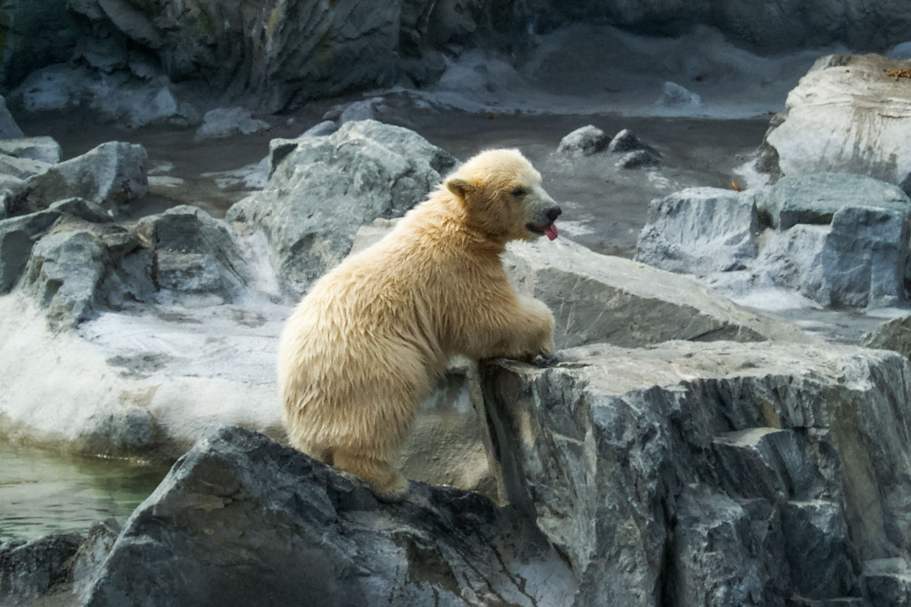 Polar bear cub, Roger Williams Zoo, Providence, Rhode Island.  Click for next photo.