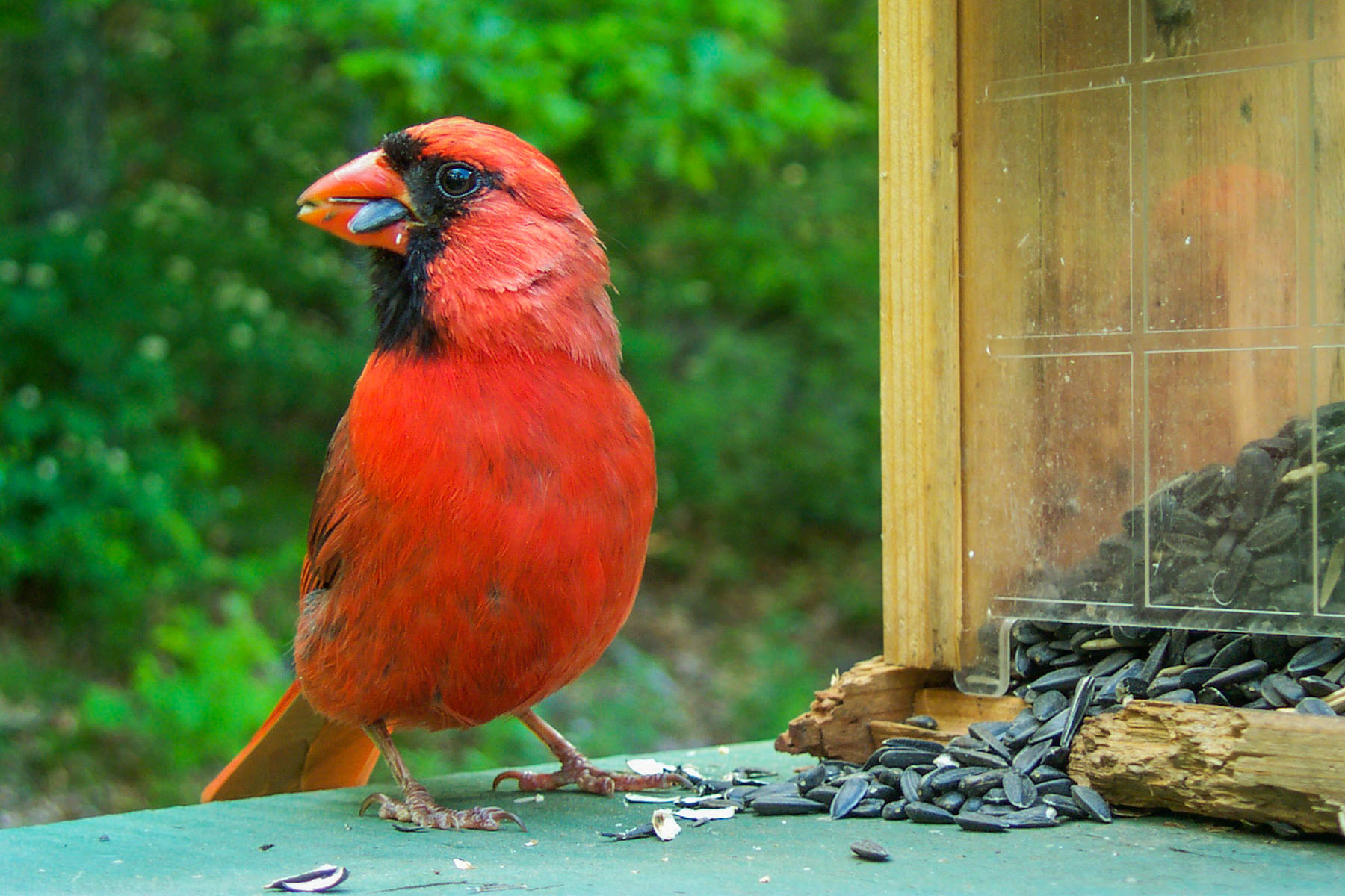 Kodak DC290, cardinal in my back yard.  Click for next photo.