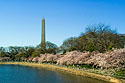 Cherry blossoms, Washington, DC.