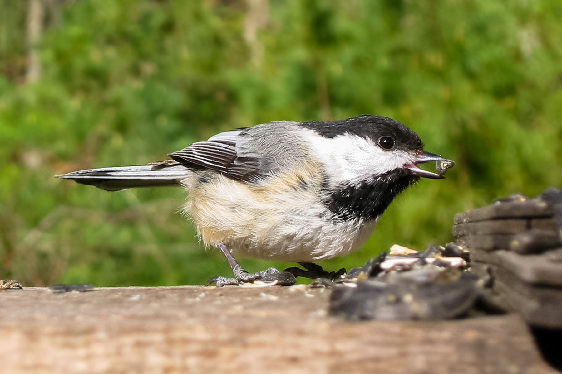 Chickadee with a seed.  Click for next photo.