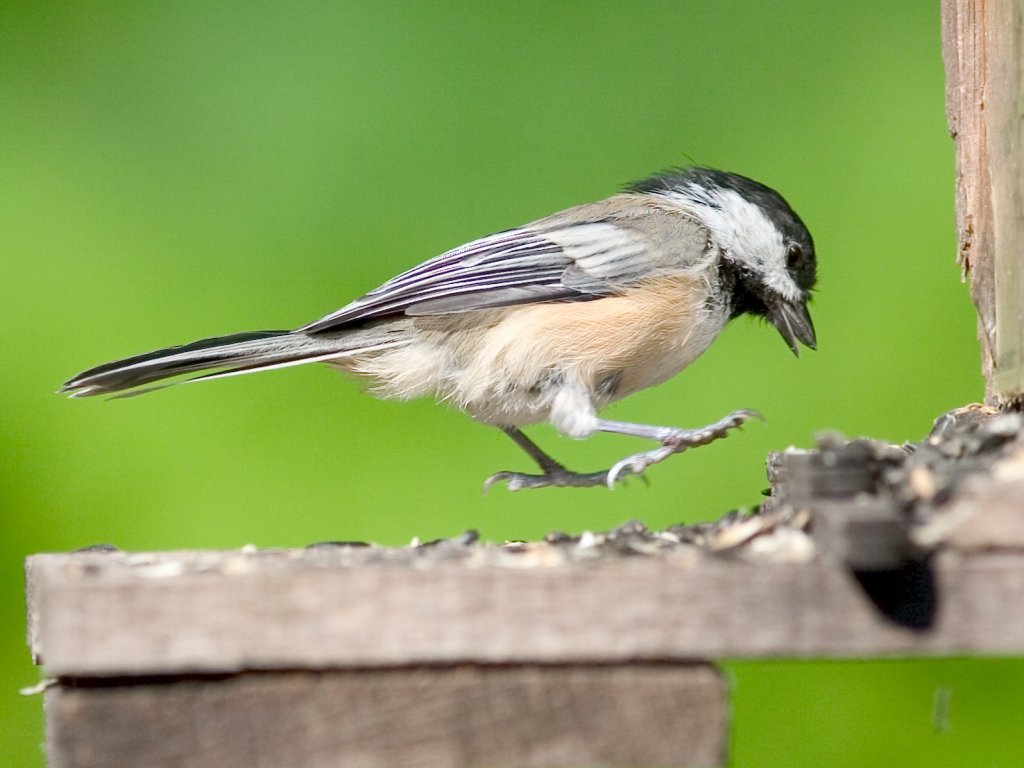 A chickadee jumps a sunflower seed in my back yard birdfeeder.  Click for next photo.