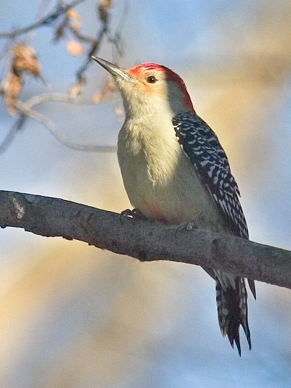 I got this woodpecker image in Virginia in 2002 but never posted it because of the placement of a branch that some might consider pornographic.  The branch has been edited out.  Click for next photo.