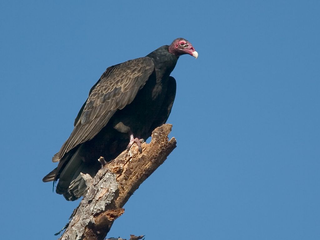 Turkey Vulture. Dec. 23, 2002.  Click for next photo.