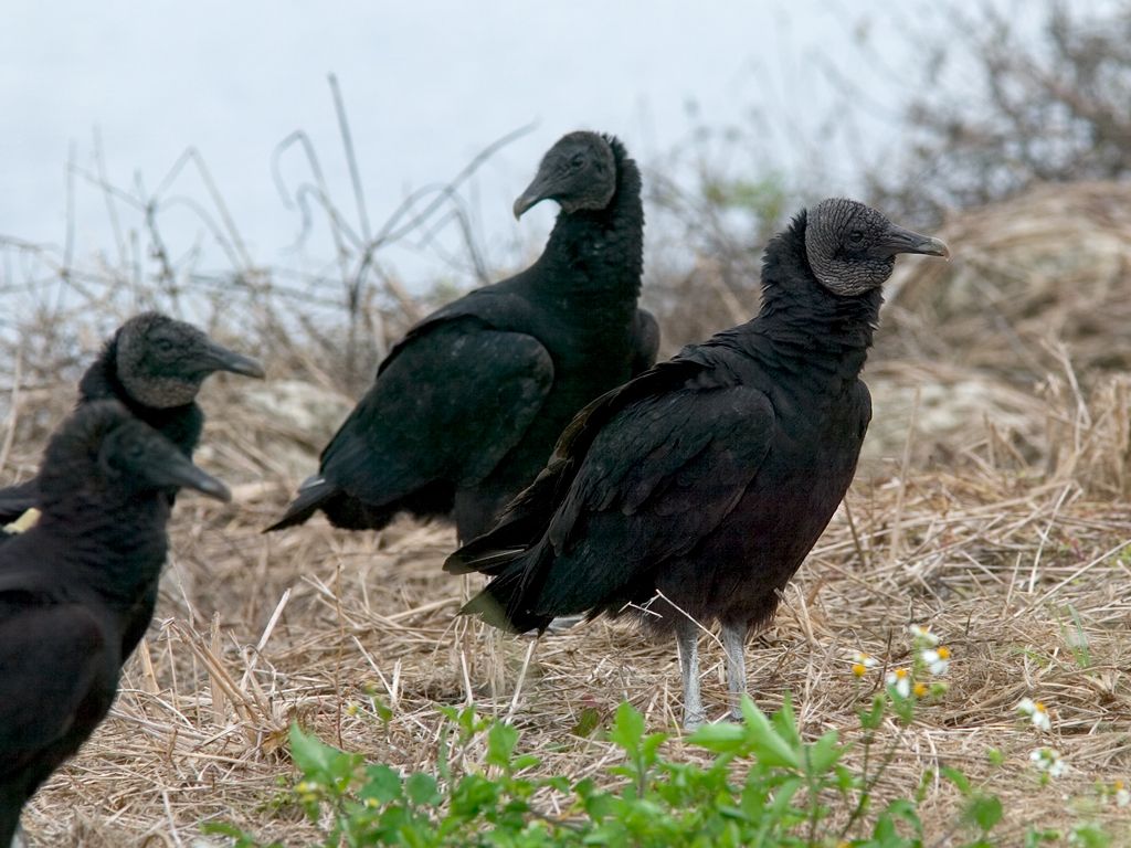 A flock of Black Vultures hang out near Lake Okeechobee. Dec. 24, 2002.  Click for next photo.