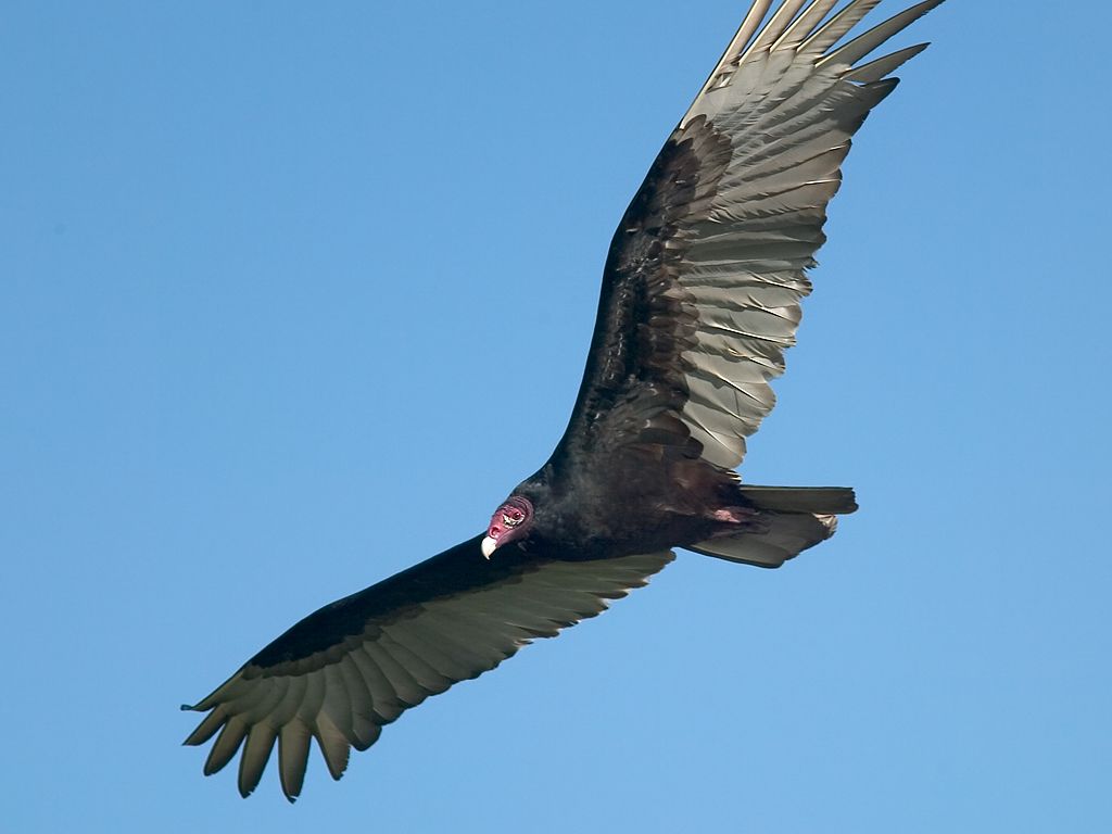Today's vulture. Dec. 25, 2002.  Click for next photo.