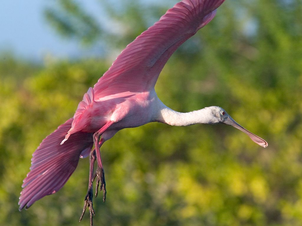 Spoonbill landing.  Click for next photo.