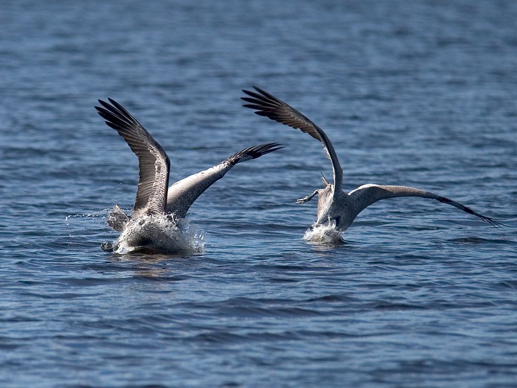 Pelicans dive bombing for food.  Click for next photo.
