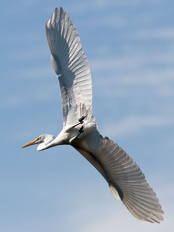 A Great Egret takes off.  Click for next photo.