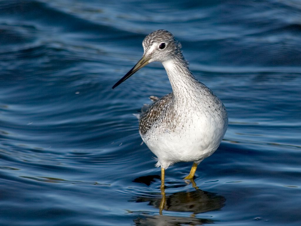 A Greater Yellowlegs.  Click for next photo.