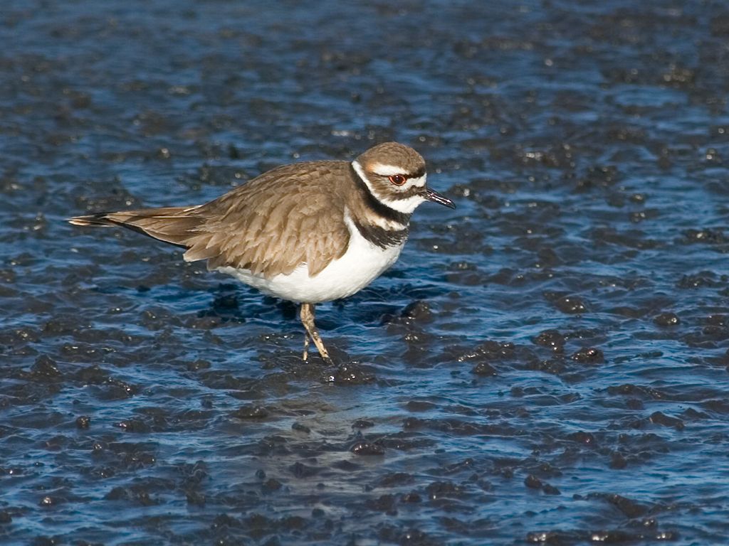 Killdeer, another type of plover.  Click for next photo.