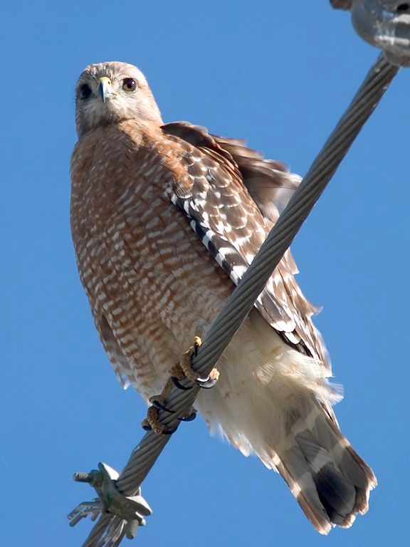 Red-Shouldered Hawk camps out on a power line. Dec. 28, 2002.  I sold this image for the textbook College Physics, Pearson Prentice Hall, 6th edition, 2007, page 590.  This demonstrates that a bird can sit on a live wire without being zapped due to electricity following the path of least resistance, which is through the wire.  Click for next photo.