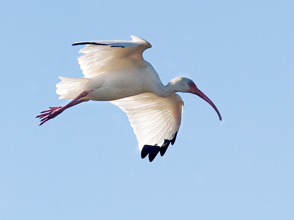 Ibis in flight.  Click for next photo.