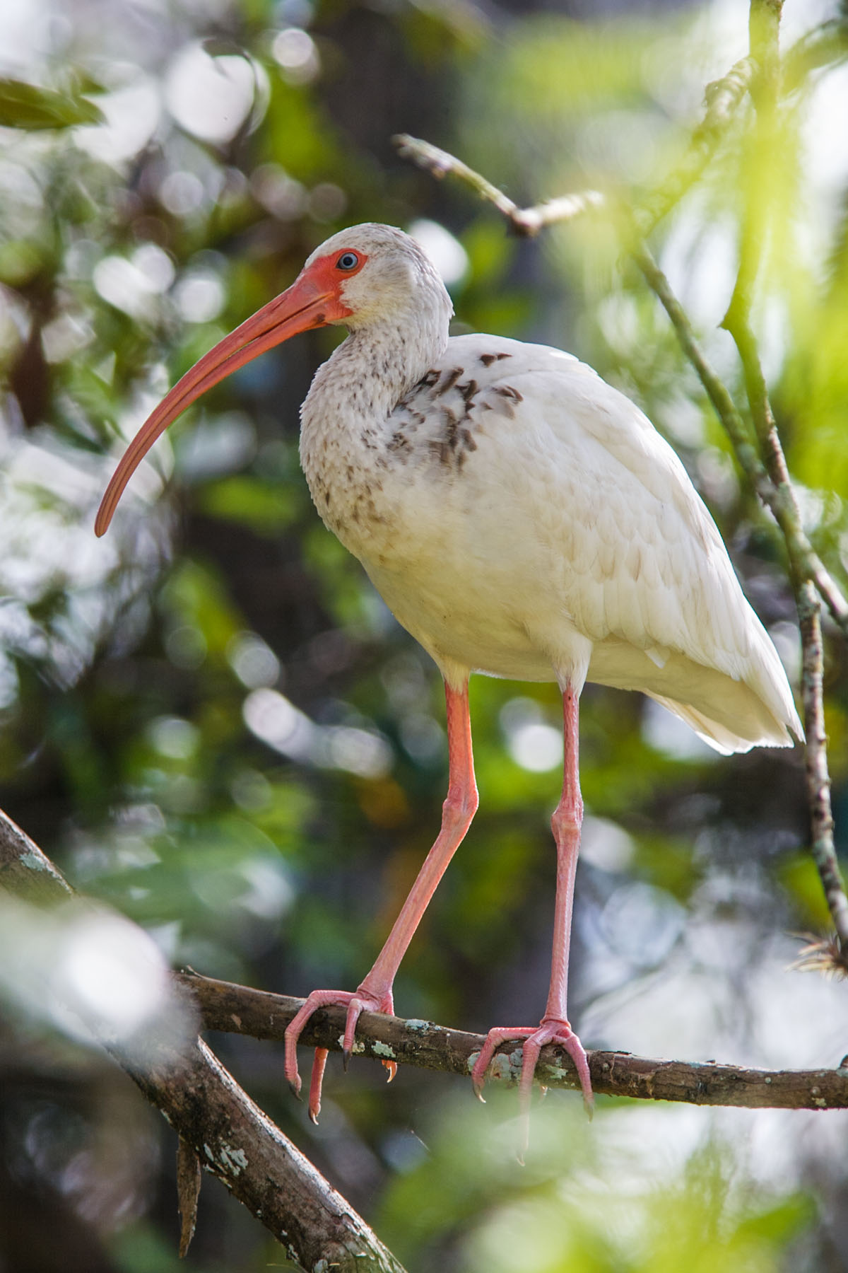 Perching ibis.  Click for next photo.