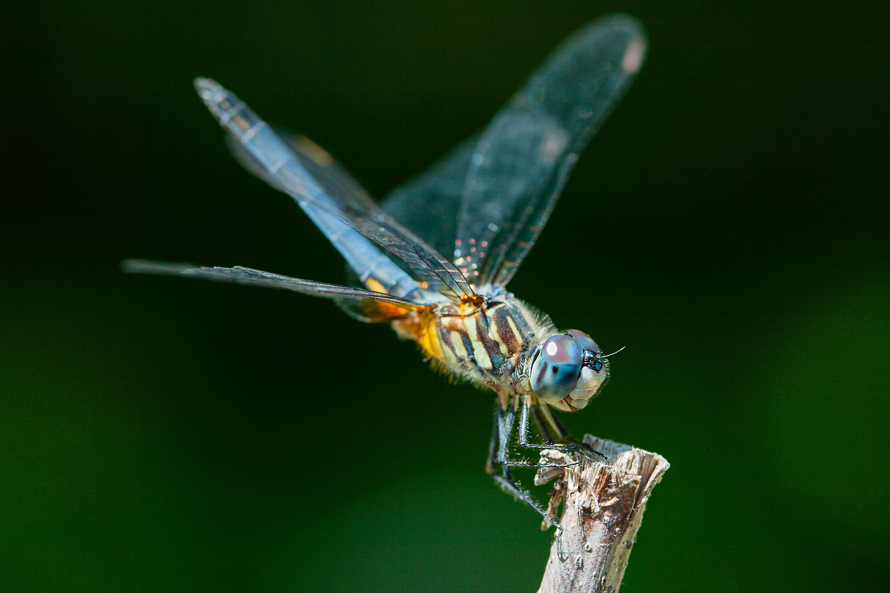 Right after I got my digital SLR, this dragonfly let me test it out by taking an extended rest in my back yard.  Click for next photo.