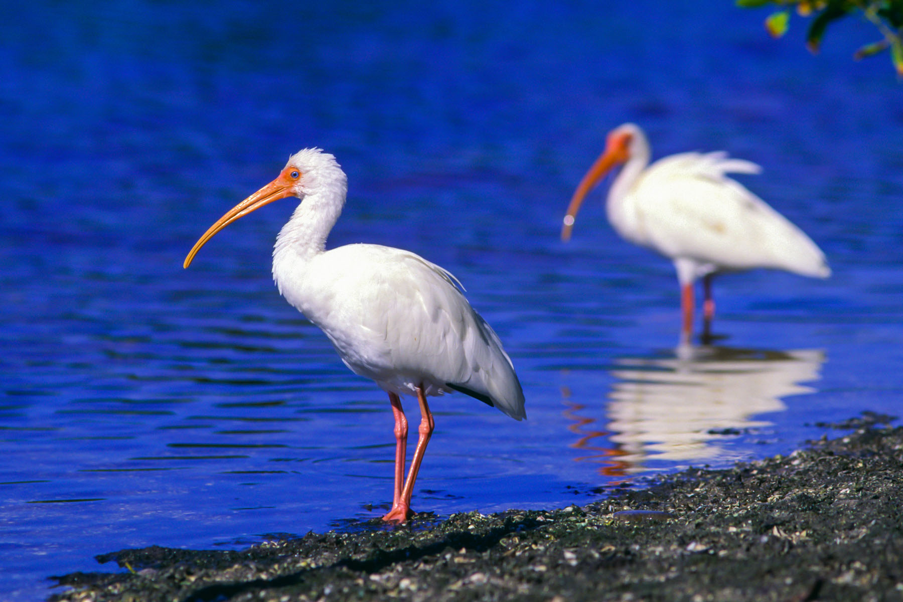 Ibis.  Scanned from slide.  Click for next photo.