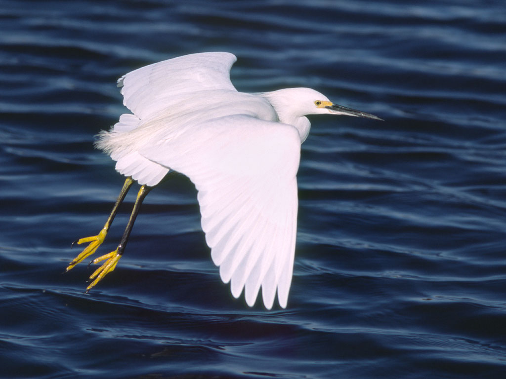 Egret in flight, scanned from film.  Click for next photo.