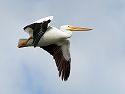 A White Pelican flies along.