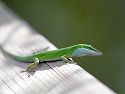 A little lizard called a Green Anole walks the boardwalk in Grassy Waters Preserve, West Palm Beach.