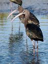 Another kind of ibis, the Glossy Ibis.