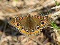 Today's butterfly, a Common Buckeye.