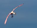 A spoonbill looks for a place to land. Dec. 26, 2002.