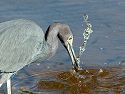 A heron knifes through the water to snare a fish. Dec. 28, 2002.