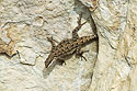 Lizard in Arizona.  It was tougher than I thought to shoot these little lizards against the rocks.  This is one that was close to being in focus.