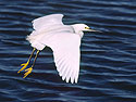 Egret in flight, scanned from film.