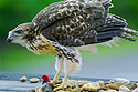 Red-tailed hawk, Braintree, MA, 2002.