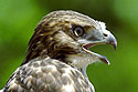 Young red-tailed hawk Junior I (2002 edition) right outside my office window.