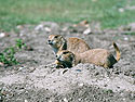 Prairie dogs, South Dakota Badlands, 2002.