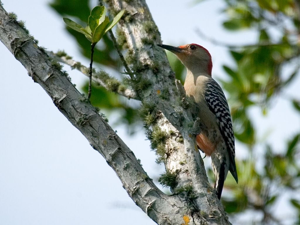 Woodpecker, Florida.  Click for next photo.