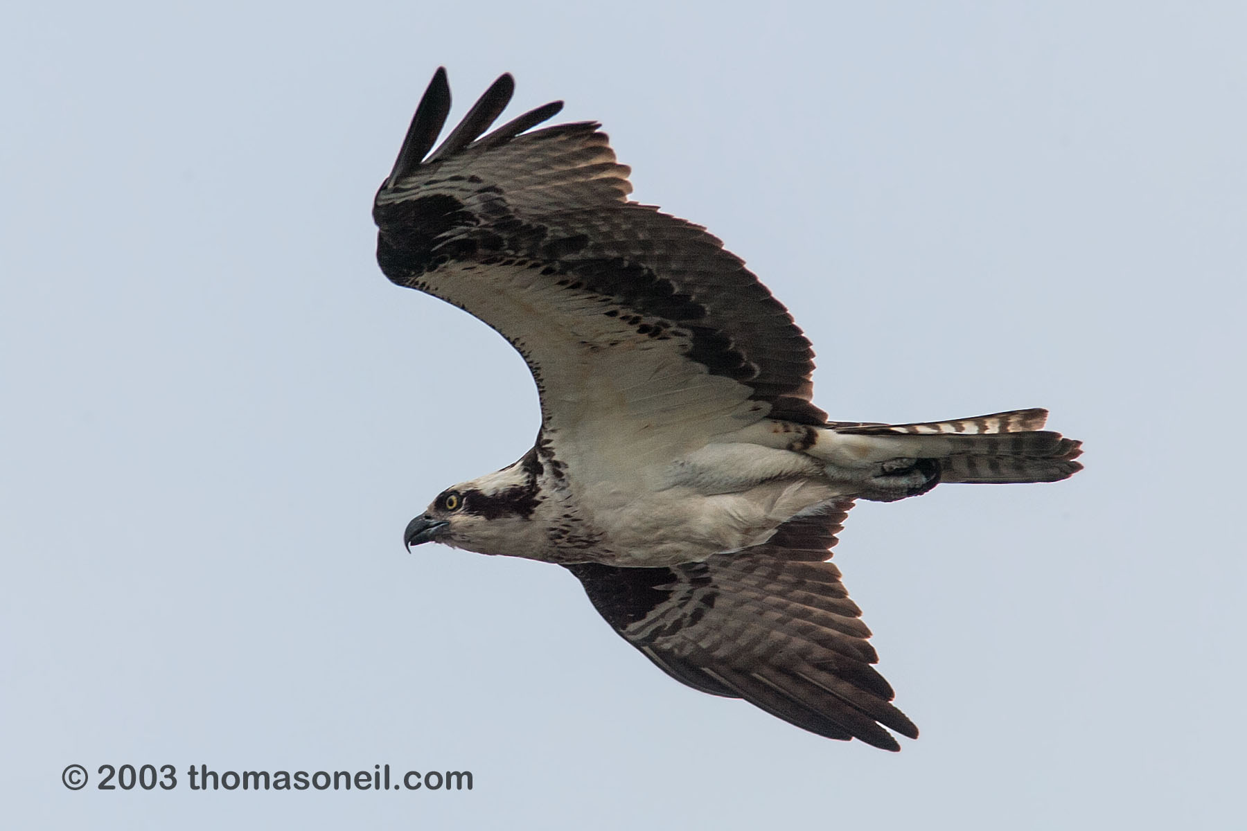 Osprey with a fish, Blackwater NWR, Maryland, 2003.  Click for next photo.