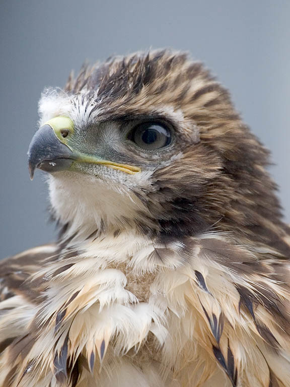 Young red-tailed hawk Junior II right outside my office window, Braintree, Mass., 2003.  Click for next photo.