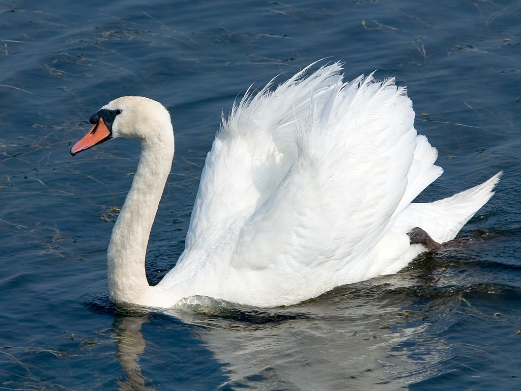 Swan, Rhode Island.  Click for next photo.