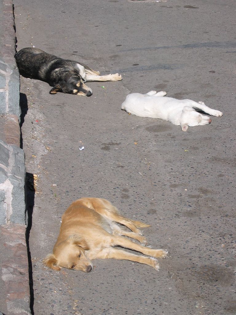 There sure did seem to be a lot of stray dogs just laying around in Santiago1.  Click for next photo.