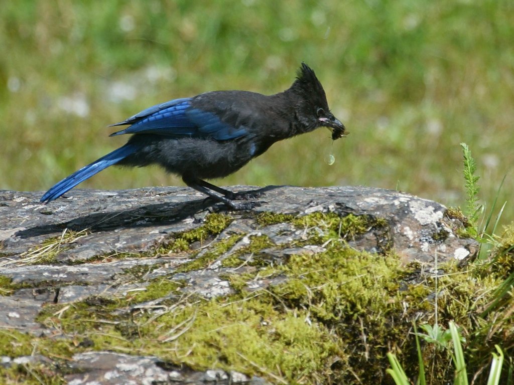 Steller’s Jay near Petersburg, Alaska. It looks like a black and blue cardinal.  Click for next photo.