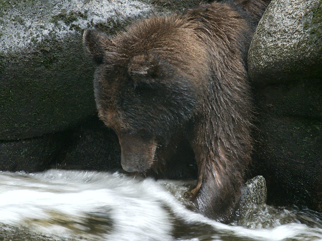 A brown (grizzly) bear sticks a paw in the water, Anan Creek.  Click for next photo.