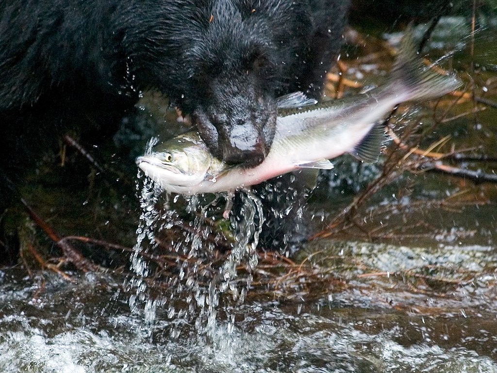 Not a good day for the fish, Anan Creek, Alaska.  Click for next photo.