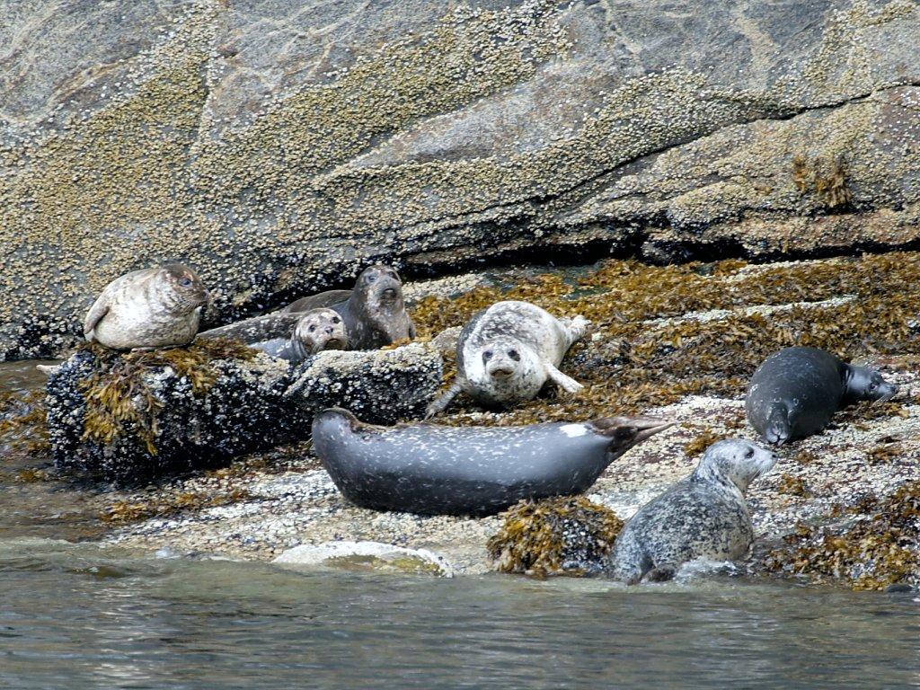 More harbor seals, this time in Misty Fjords National Monument, Alaska.  Click for next photo.