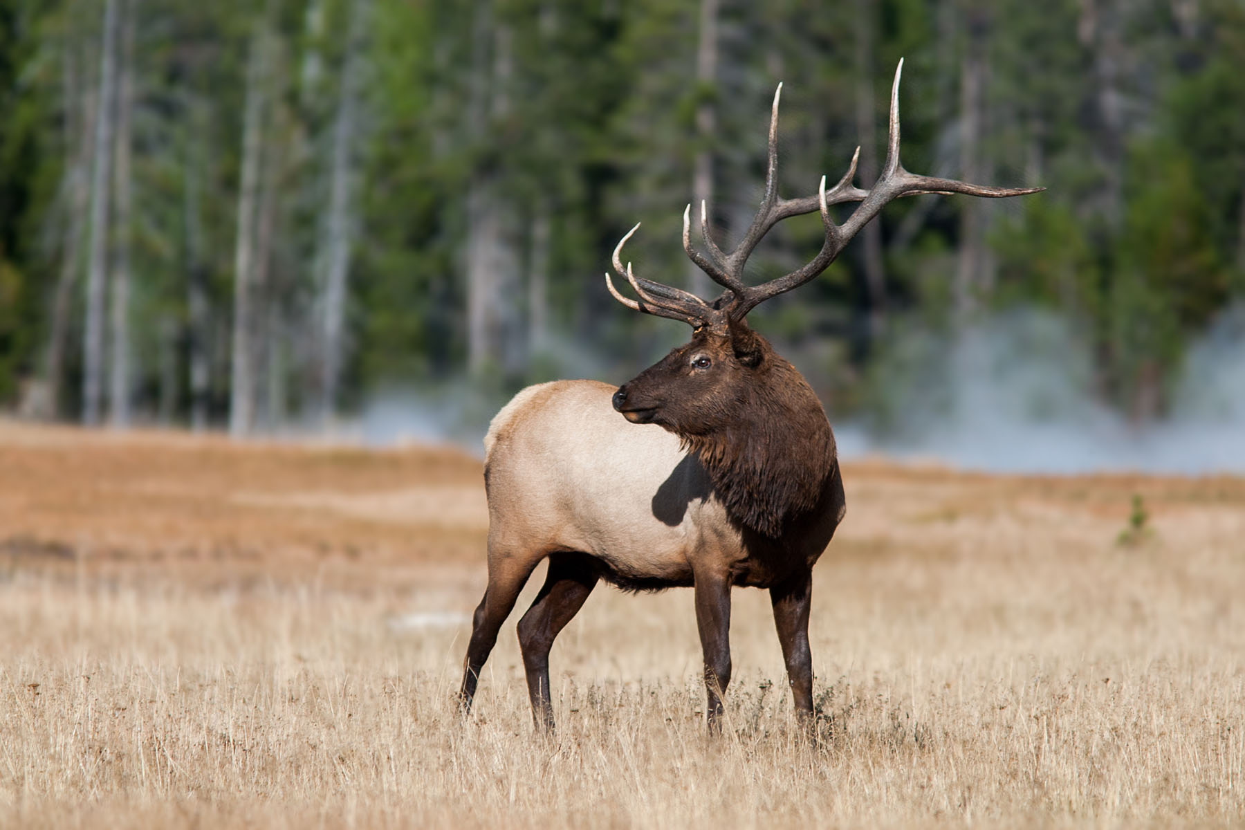Bull elk scans the horizon in Yellowstone, 2003.  Click for next photo.