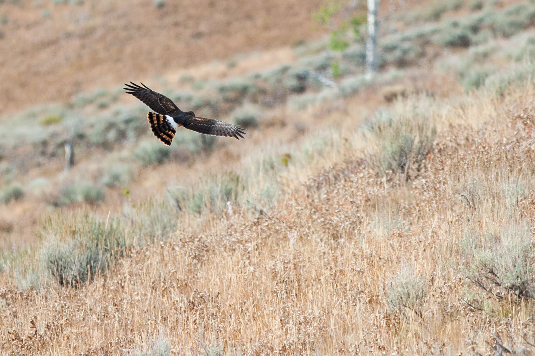 Harrier hawk, Yellowstone, 2003.  Click for next photo.