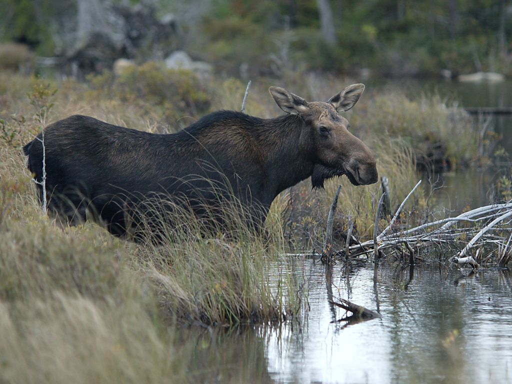 Cow moose, Baxter State Park, Maine.  Click for next photo.