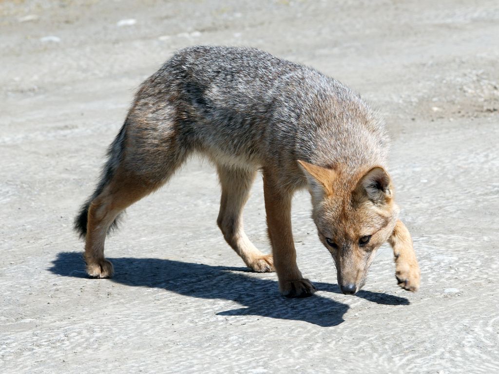 A fox jogs past the tourist buses at the national park near Ushuaia.  Click for next photo.