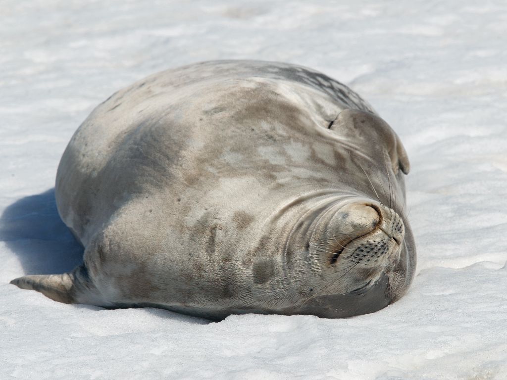 Elephant seal, Robert Island.  Click for next photo.
