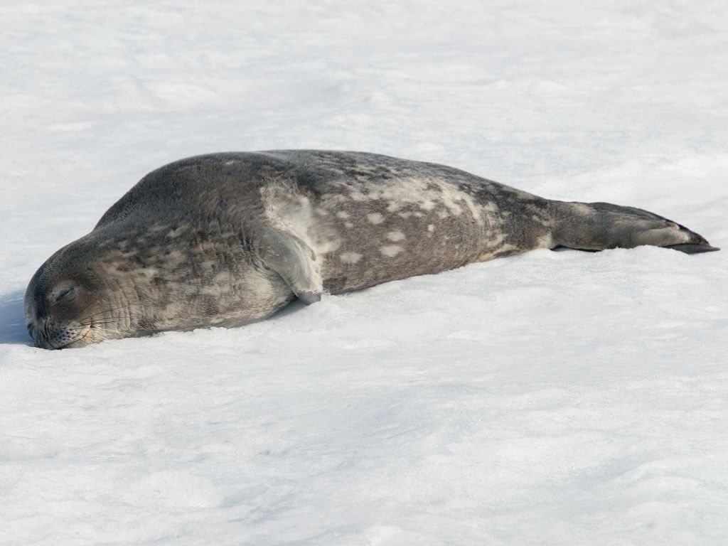 The only Weddell seal I saw, Robert Island.  Click for next photo.