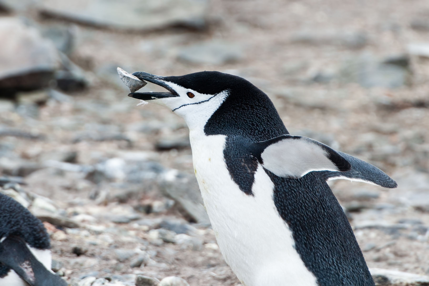 Chinstrap penguin with a rock for nesting, Hannah Point, Dec. 2.  Click for next photo.